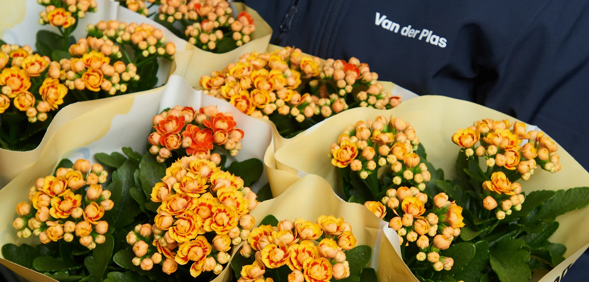 VDP branding block cross IT