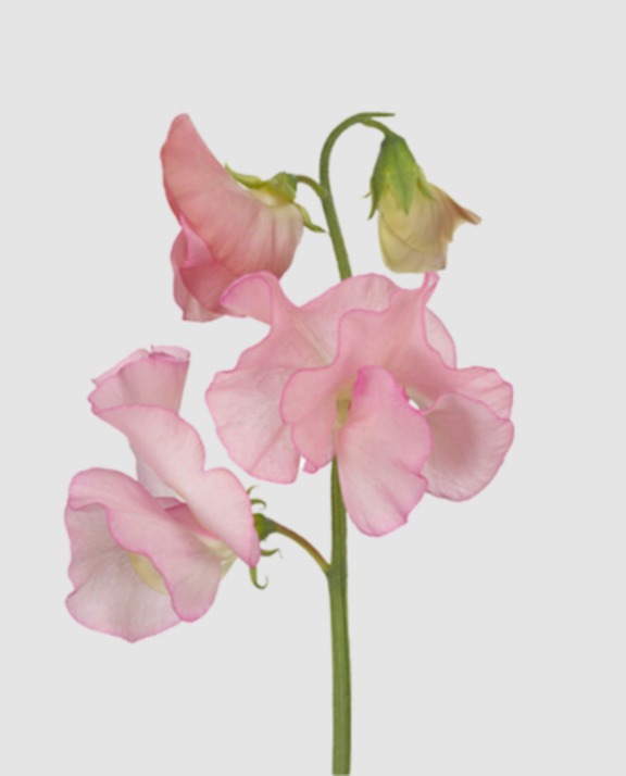 Lathyr Parfum Salmon