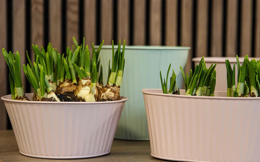 4-attention paarse vaas (1 van 1)-5