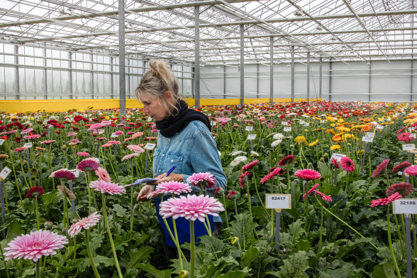 Sélection de variétés de gerbera