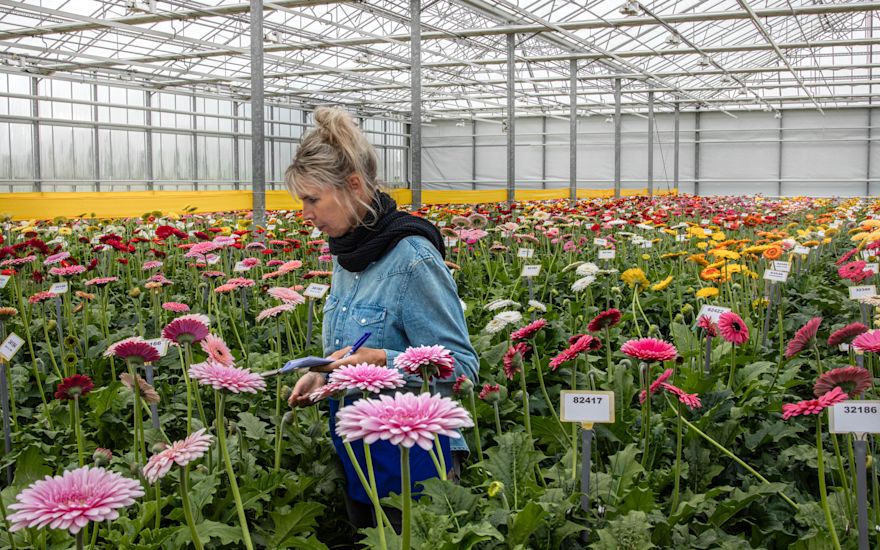 Selectie van de gerberasoorten