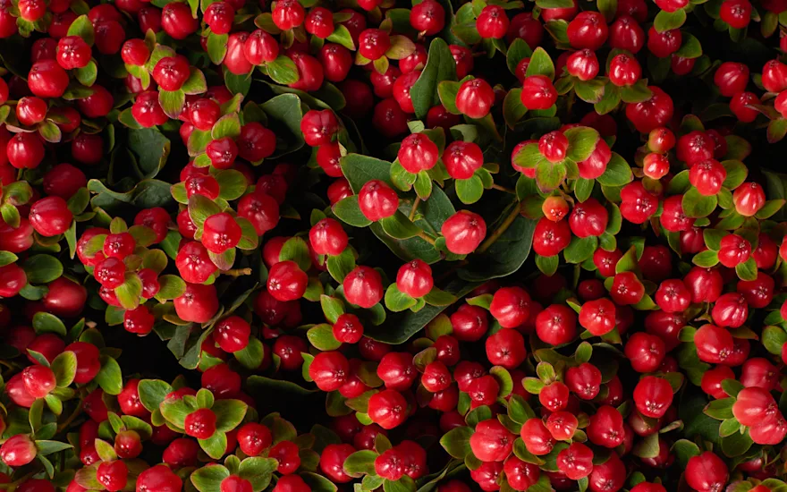 De Hypericum Triumph