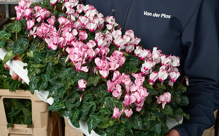 Grossiste en plantes 11