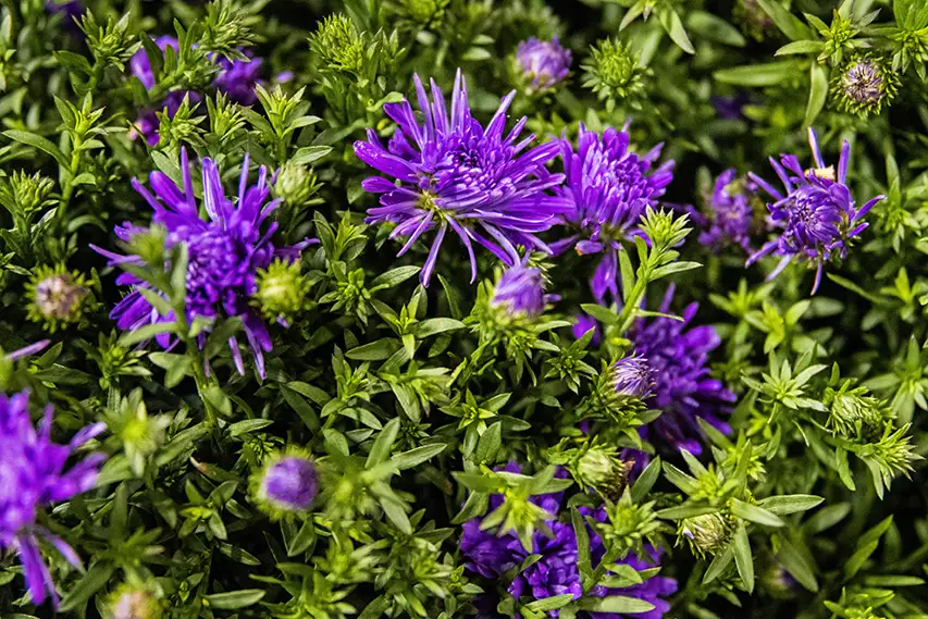Aster purple close up