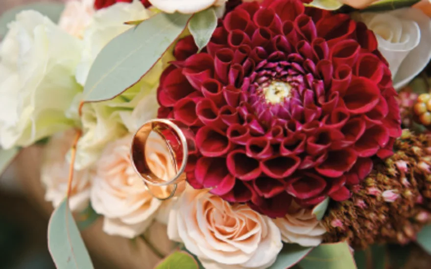 Burgundy Fall - Dahlia - Van der Plas - Van Egmond