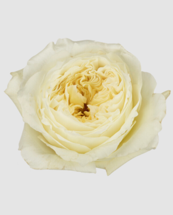 R Gr Austin Patience