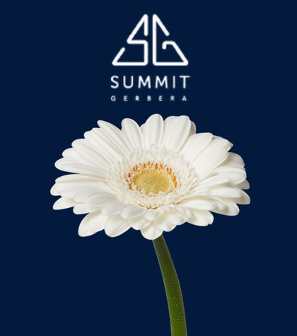 Meet Summit Gerbera