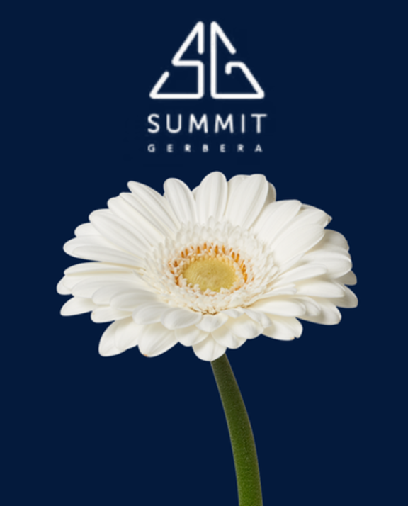 Meet Summit Gerbera