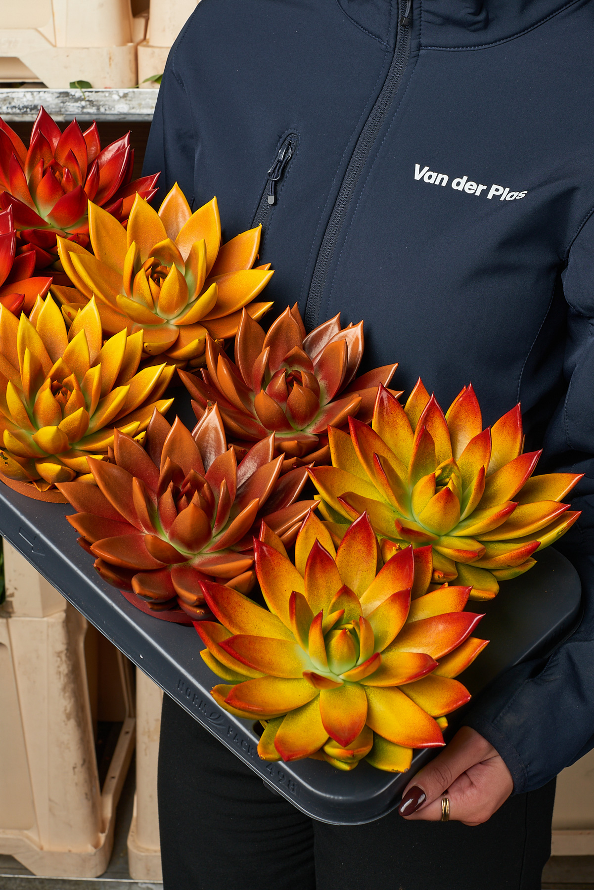 Sukkulenten in Orange und Gelb