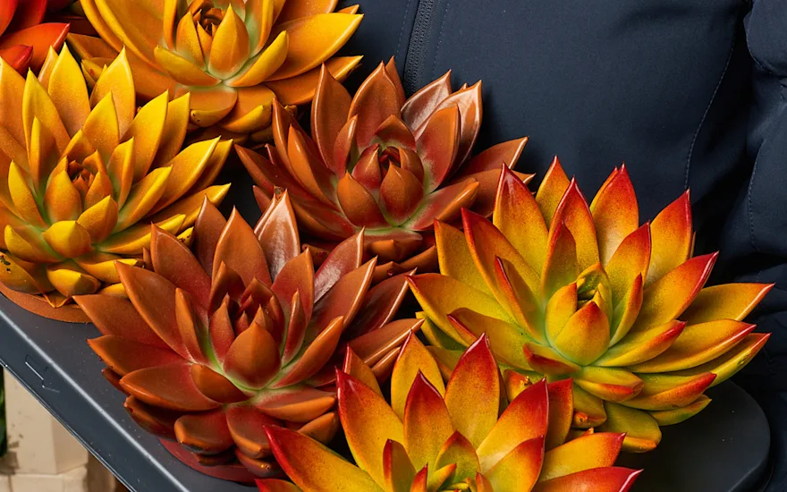 Sukkulenter i orange og gul