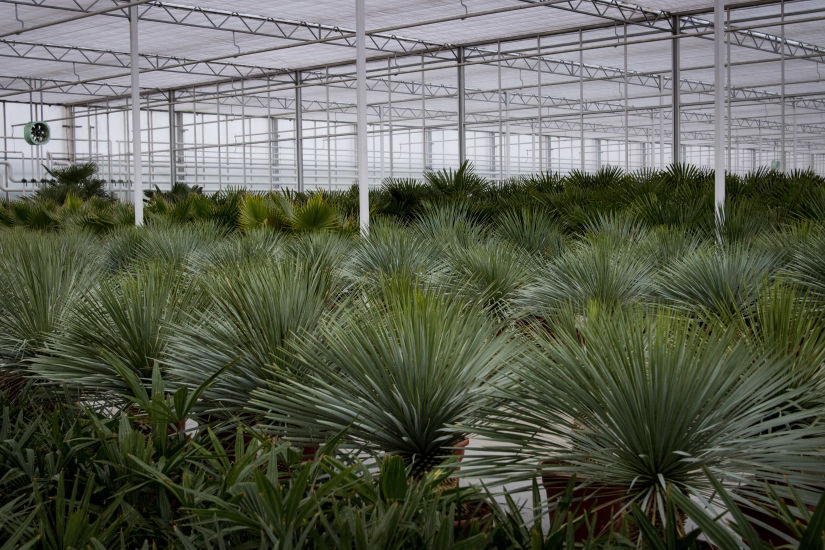 Tropische en mediterrane planten