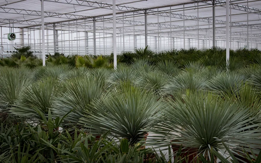 Tropische en mediterrane planten