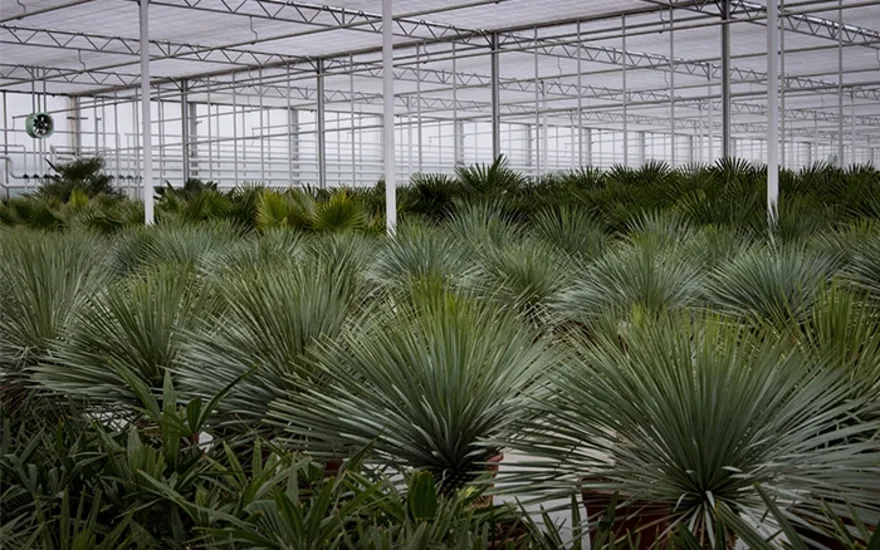 Tropical and Mediterranean plants