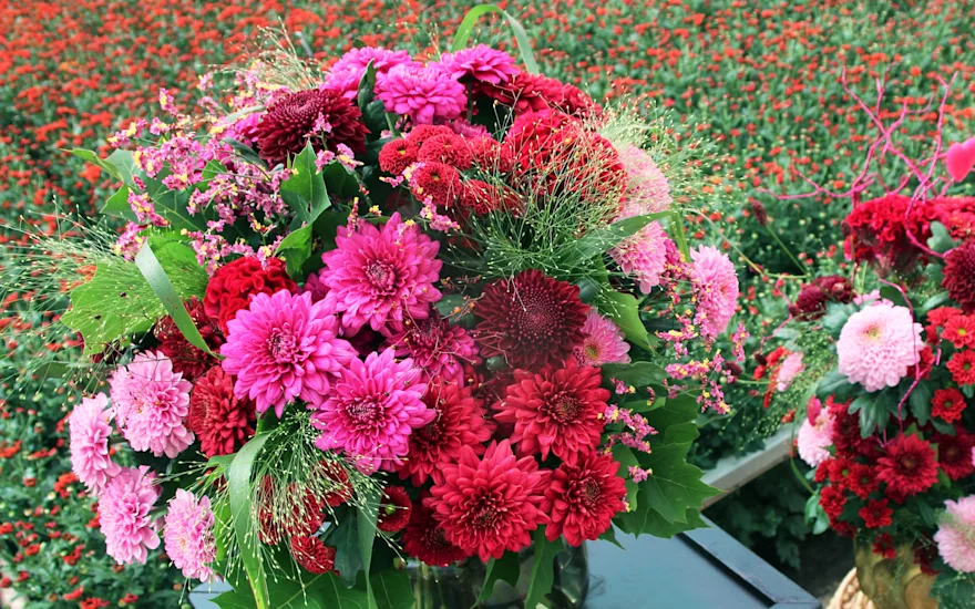 Zentoo-Joie-de-Vivre-7.2