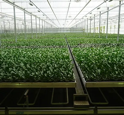 LevoPlant green