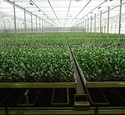 LevoPlant green