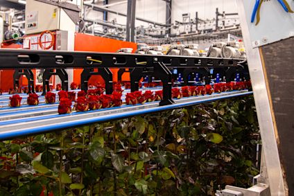 VDP Porta-Nova kwekerbezoek 0125-10