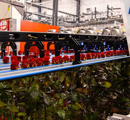 VDP Porta-Nova kwekerbezoek 0125-10