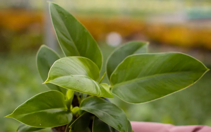 Van der Plas house plants Jogrow-4.2