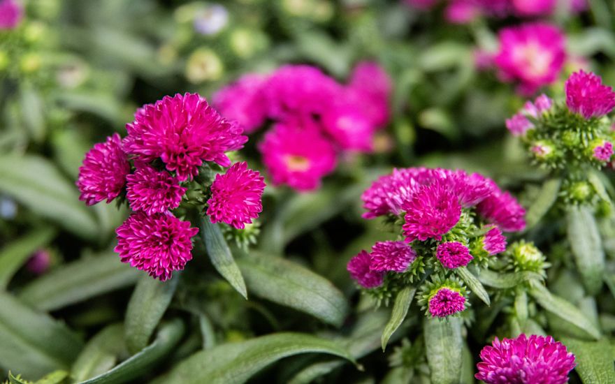 Aster (1 van 1)-3