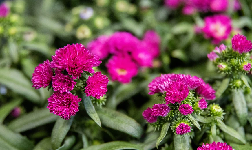 Aster (1 van 1)-3