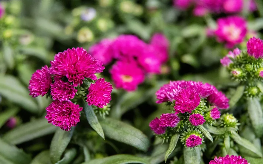 Aster (1 van 1)-3