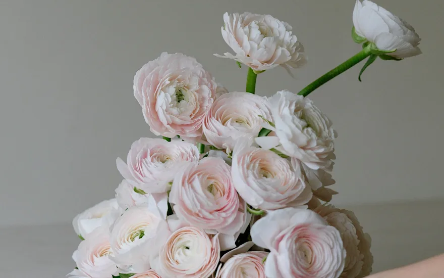 Van der Plas - Ranunculus