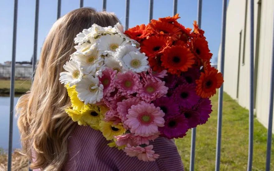 Gerbra resized 870x500 2