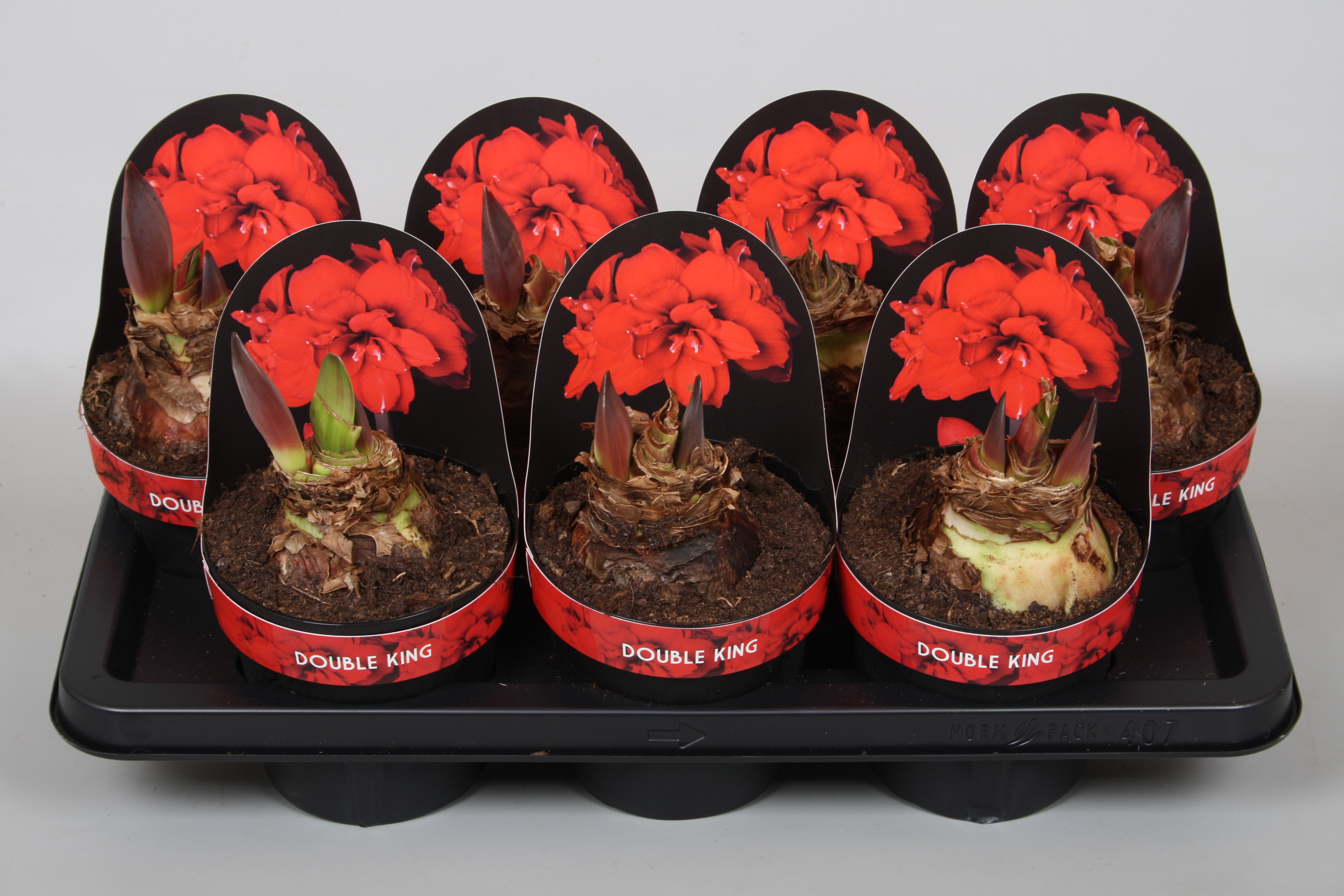 Rich colors and exclusive amaryllis varieties