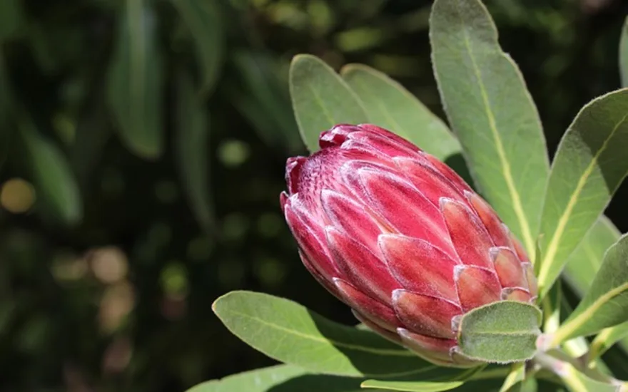 Bouton de fleur de protea rose
