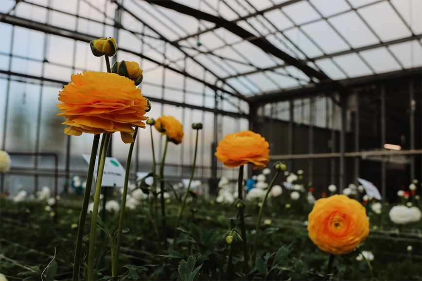 Renoncules : splendeur et qualité