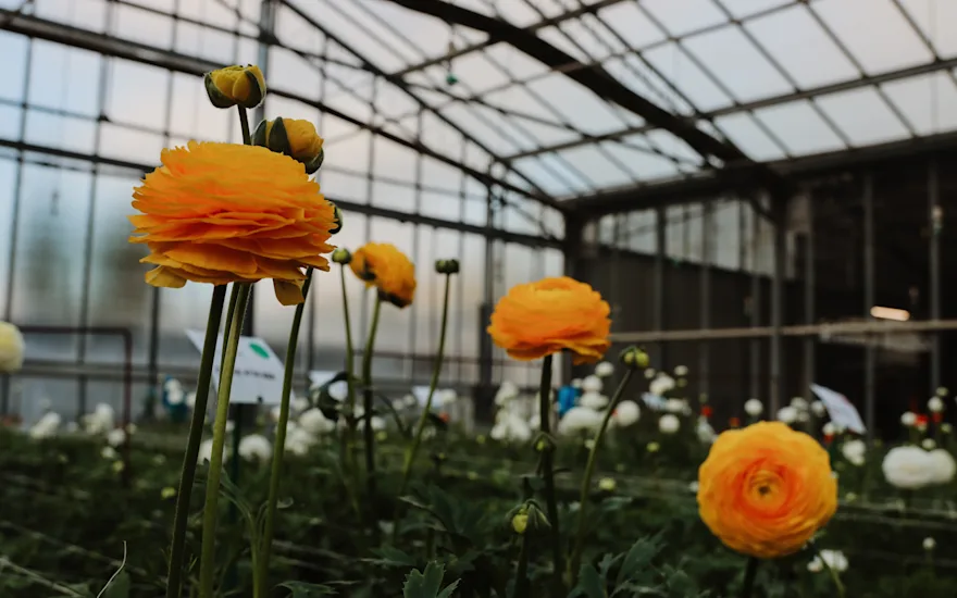 Ranunculus: splendour and quality