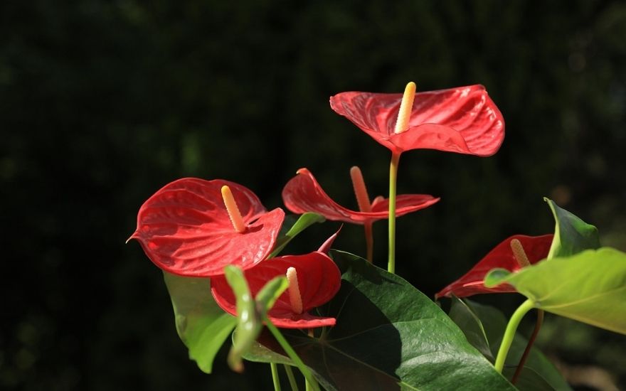 Rode anthuriumplanten