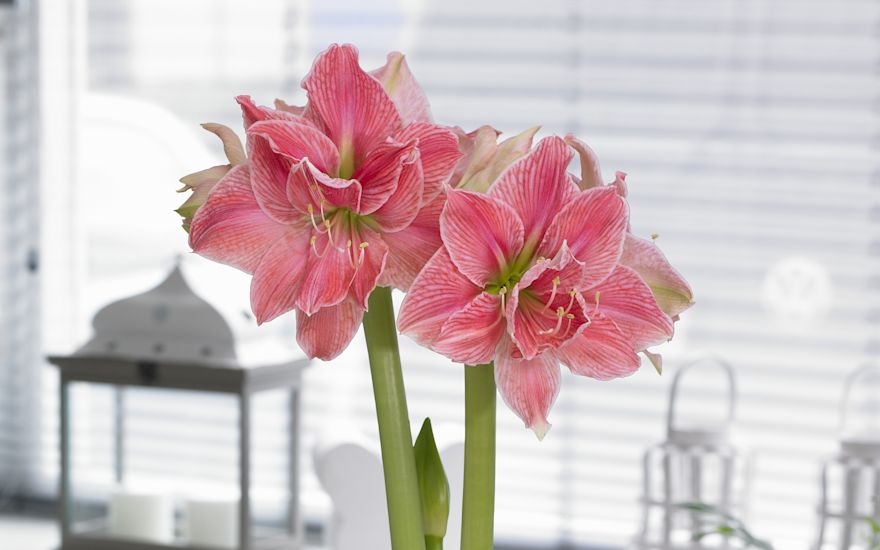 Pflege von Amaryllis - Optimale Wachstumsbedingungen