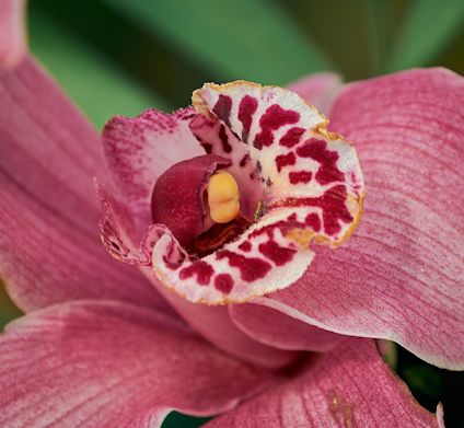 Lyserød orkidé tæt på