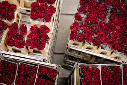 VDP Porta-Nova kwekerbezoek 0125-16