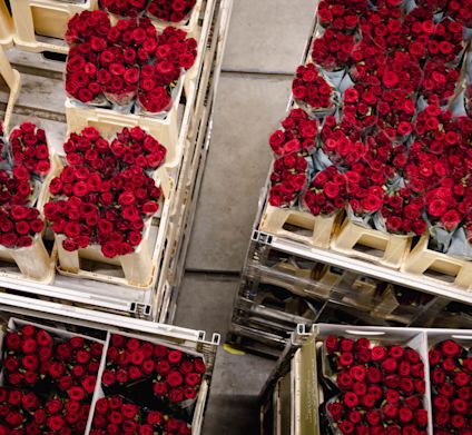 VDP Porta-Nova kwekerbezoek 0125-16