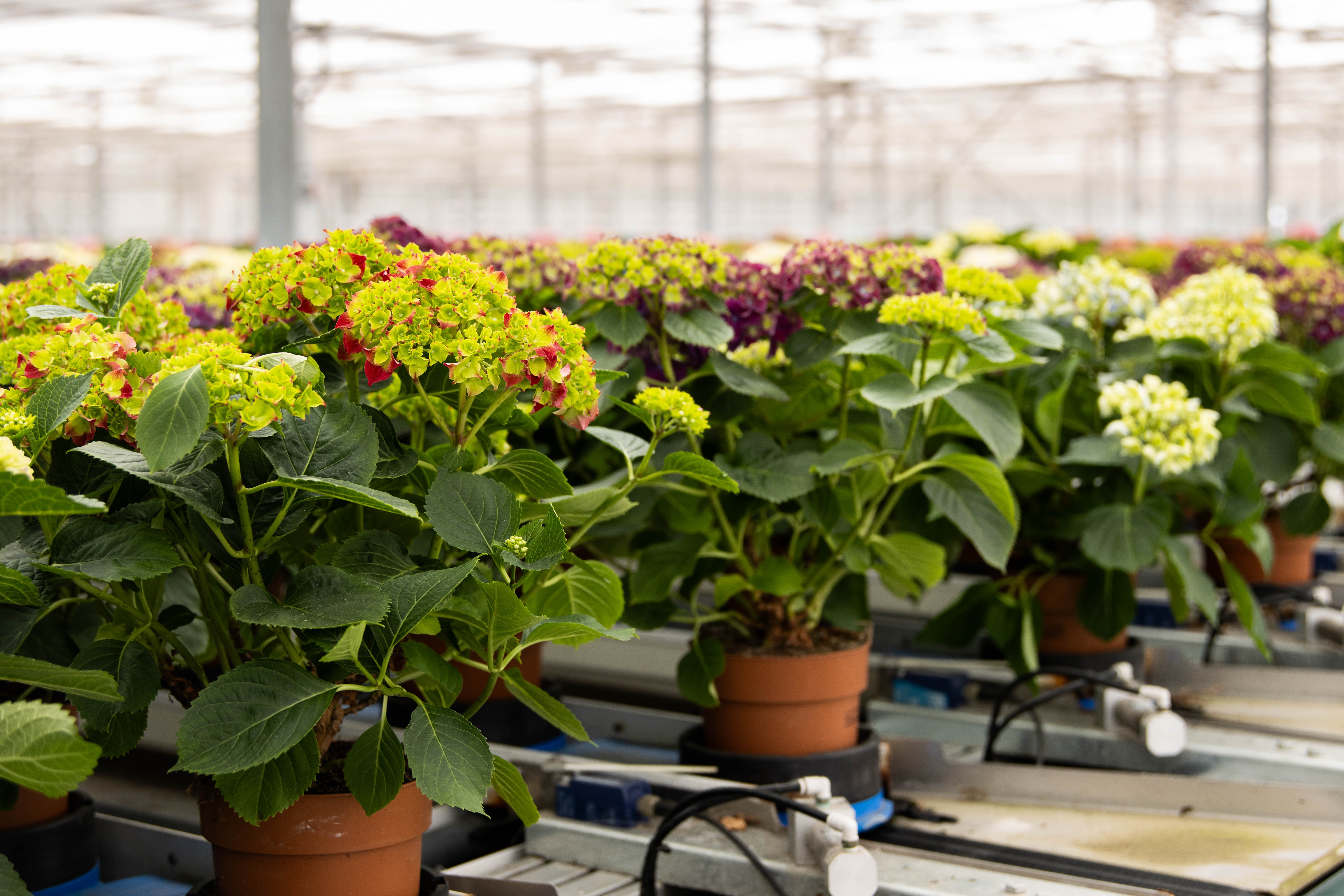 The masterful hydrangeas of nursery The Mastergrowers | Van der Plas