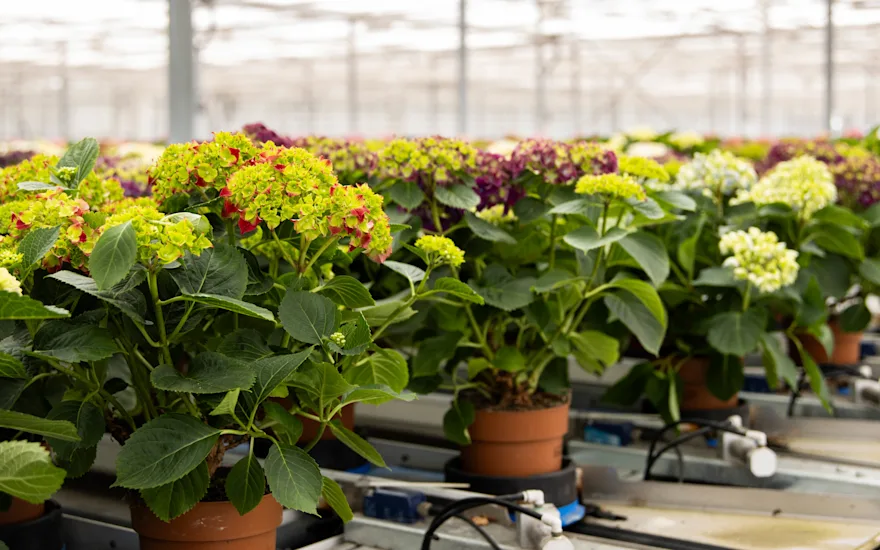 The Mastergrowers Hydrangea 07-24 (1 van 1)-6