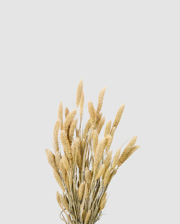 Dried Setaria