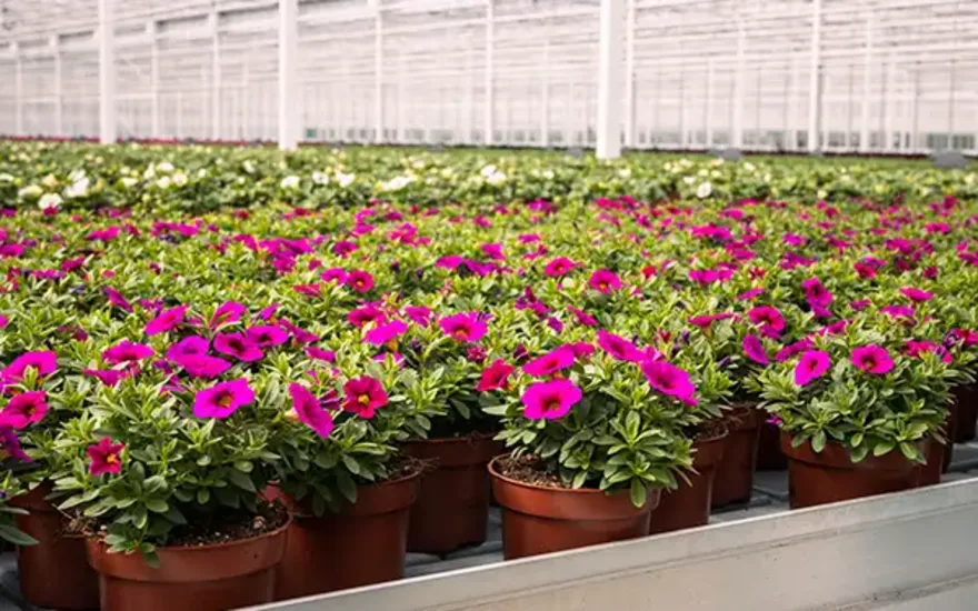 Drivhus Grootscholten