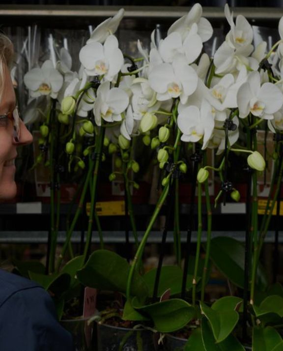 Orchid wholesale employee