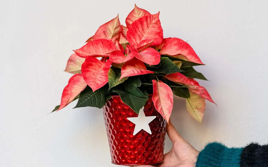 Van der Plas christmas inspiration 202298.2