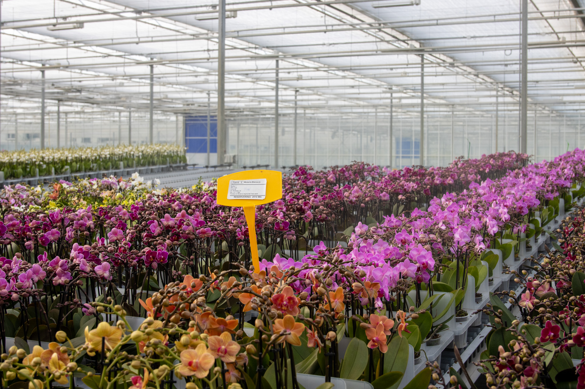 VDP - OKplants - orchidee - kweker - 0224 - bewerkt + verkleind-16