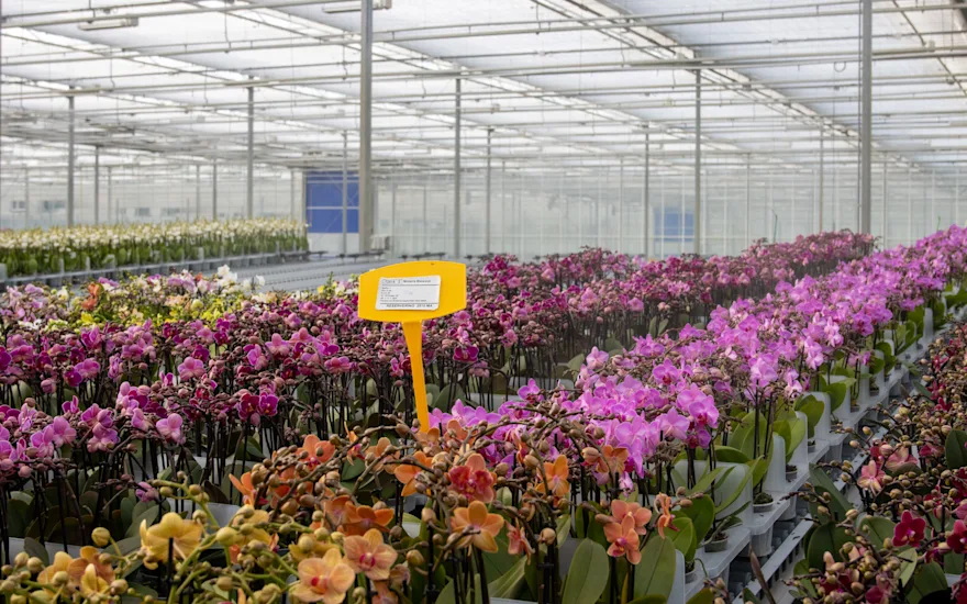 VDP - OKplants - orchidee - kweker - 0224 - bewerkt + verkleind-16