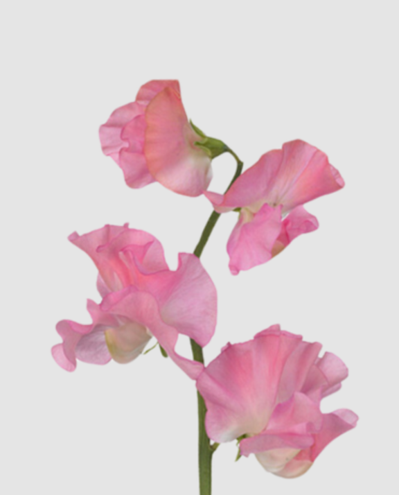 Lathyr Wi Sunsh Pink