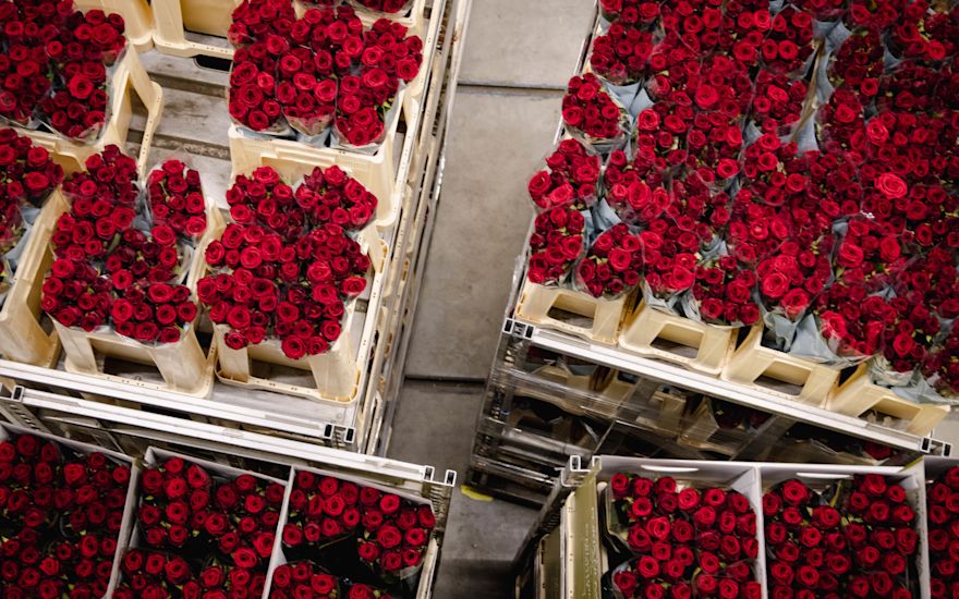 FUTURA Red Naomi - sustainable and exclusive