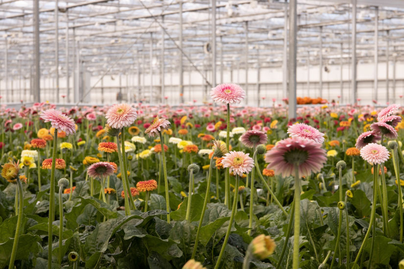 Gerbera powerball