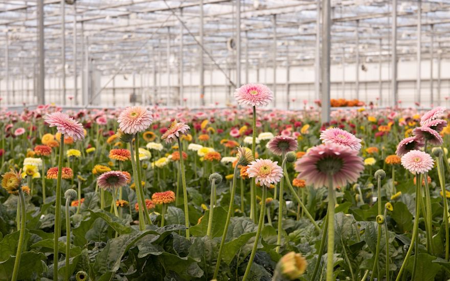 Gerbera powerball