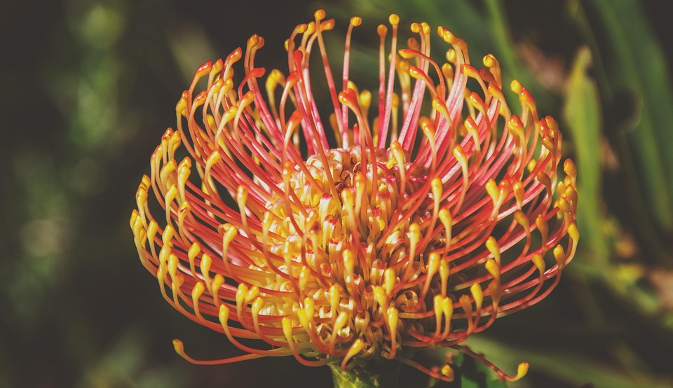 Pincushion protea bloem